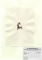 藏品(巢沙菜)的圖片